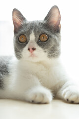 Fototapeta na wymiar close up on a young British shorthair cats head