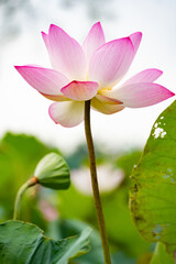 lot angle blooming lotus flower at vertical composition