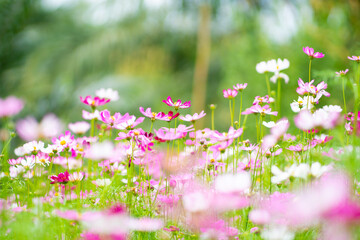 Obraz na płótnie Canvas Close Up Flower colorful motion blur background. Nature and travel concept.