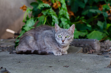 Naklejka na ściany i meble The street cat is resting. Abandoned pet. Yard spotted cat. Domestic thoroughbred pet. Nursery.