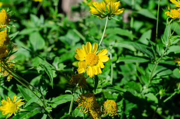 Spring wildflowers. Yellow daisies. Cota tinctoria. Flower bed.
