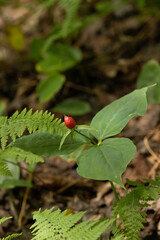 painted trillium with fruit, a berry