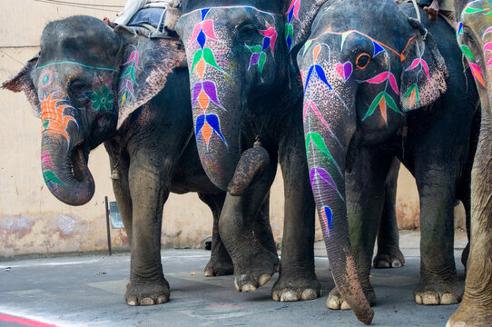 Colorful hand painted elephants, Holi festival, Jaipur, Rajasthan, India	