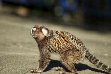 Sagui