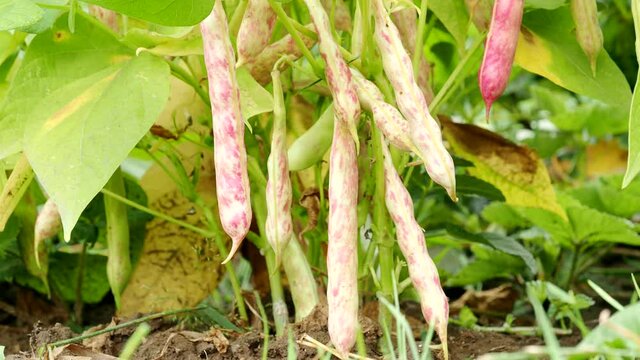 Ripe kidney bean growing on farm in 4K VIDEO.&nbsp;Bush with bunch of pods&nbsp;of haricot plant (Phaseolus vulgaris var. nanus) ripening in homemade garden.&nbsp;Organic farming, healthy food, BIO viands.