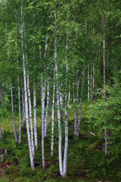 Dense birch forest