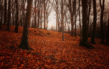 autumn in forest with colorful leaves fallen on the ground