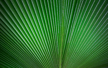 Fototapeta premium palm leaf texture