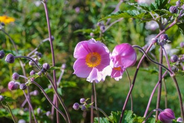 Obraz premium Windröschen im Garten