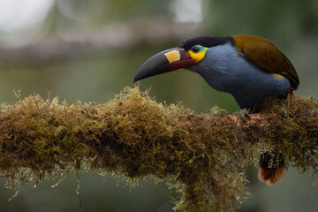 Leistenschnabeltukan (Plate-billed mountain toucan) Ecuador © Duest