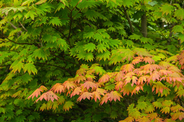 紅葉の始まりの頃