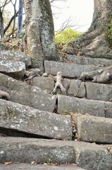 Fototapeta premium 和歌山城 石段を登る小人