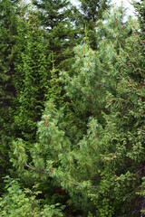 Panoramic view of mixed woodland birch, spruce, cedar trees in summer