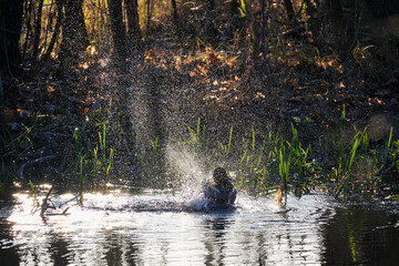 Jesienna kąpiel kaczki krzyżówki w rzece. Rozpryskane krople wody, ruch, dynamika, pod światło. - obrazy, fototapety, plakaty