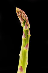 Jiant asparagus isolated on black