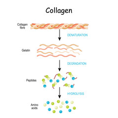 collagen peptides - obrazy, fototapety, plakaty
