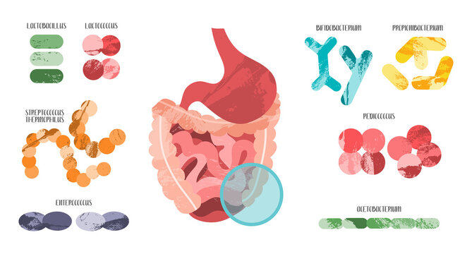 Probiotics. Lactic acid bacteria. Good microorganism for stomach, gut, intestinal flora health. Microbiome. Bifidobacterium, lactobacillus, lactococcus, thermophilus streptococcus. Vector flat cartoon