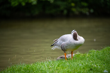 various types of ducks in the middle of munich's english garden