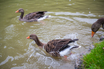 various types of ducks in the middle of munich's english garden