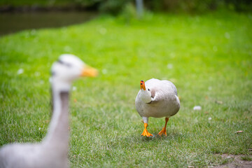 various types of ducks in the middle of munich's english garden