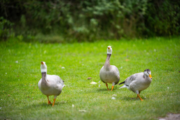 various types of ducks in the middle of munich's english garden
