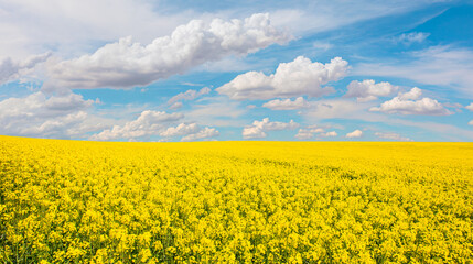 Yellow mustard field landscape industry of agriculture with blue sky in the background - Powered by Adobe