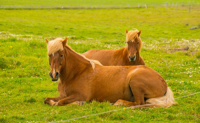 Fototapeta premium poise 