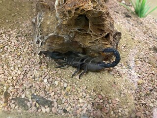 Deadly black scorpion inside the glass box