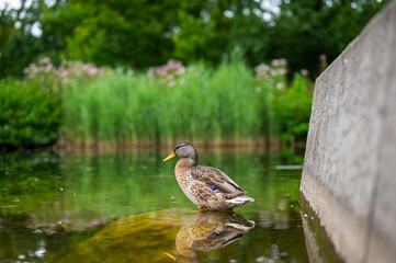 various shots of a small pond with lots of ducks