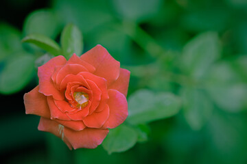 Closeup of red rose in the garden with rain drops and out of focus green leaf in the background. Soft and pastel retro color tone. Love, romance and valentine concept. Nature background.