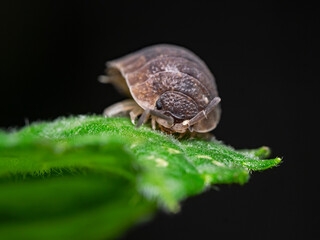 Cellar louse on plant leaf