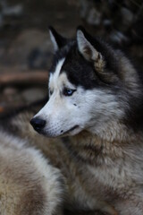 Naklejka na ściany i meble SIberian husky dog with blue eyes