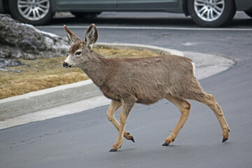Mule deer crossing the road