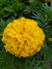 yellow flower