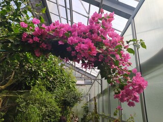 flowers in the window
