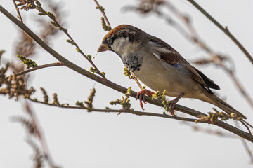 Sparrow Male and food tree