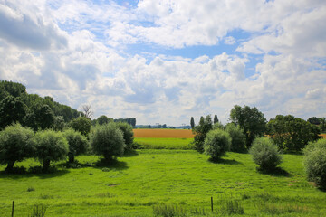 View on lush green meadow with trees used as floodplain for river rhine in summer with sky clouds -...