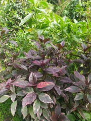lettuce in the garden
