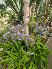 flowers in the garden