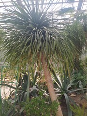 cactus in the desert