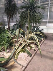 garden in the garden