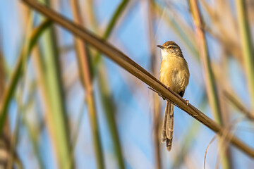 Plain Prinia resting on a tree