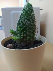 cactus in flowerpot