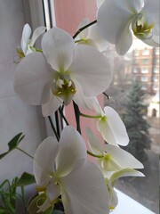 white orchid flower