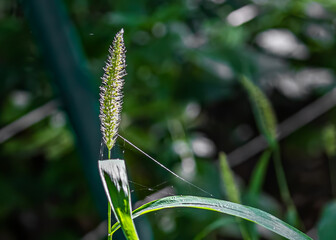 Setaria Faberi and sun Light