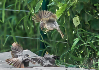 A fight among Jungle babblers