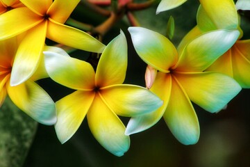 yellow frangipani flower