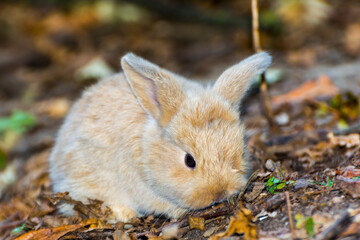 Lop rabbit or lop-eared rabbit baby on the ground