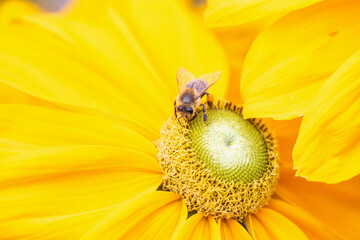Biene beim einsammeln von Blütenpollen
