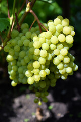 Green juicy grapes on a branch in the afternoon